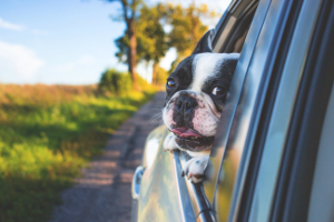 [Random Poem and Dog Photo]