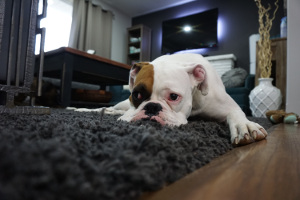 [Random Poem and Dog Photo]