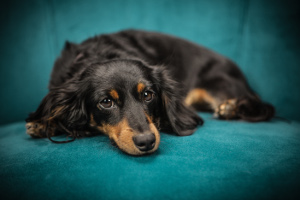 [Random Poem and Dog Photo]