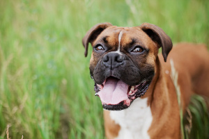 [Random Poem and Dog Photo]