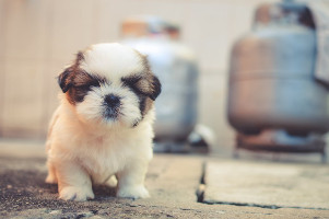 [Random Poem and Dog Photo]