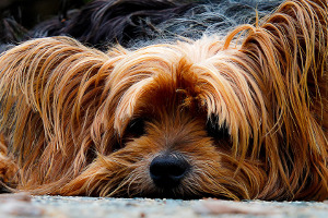 [Random Poem and Dog Photo]
